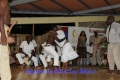 010-_martinique-cuba_samedi_28_juillet_sware_bele_show